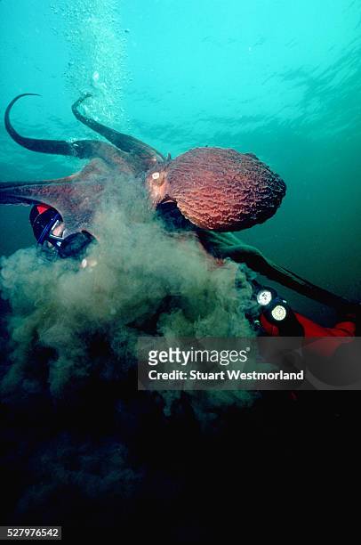 diver and inking giant pacific octopus - giant octopus stock pictures, royalty-free photos & images