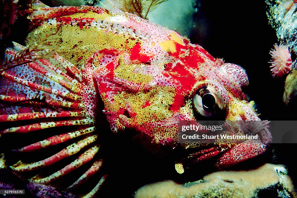 Red Irish Lord Fish Close Up