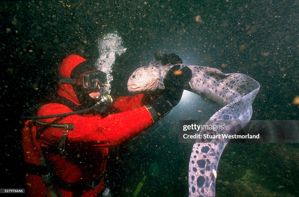 Diver and Wolf-Eel