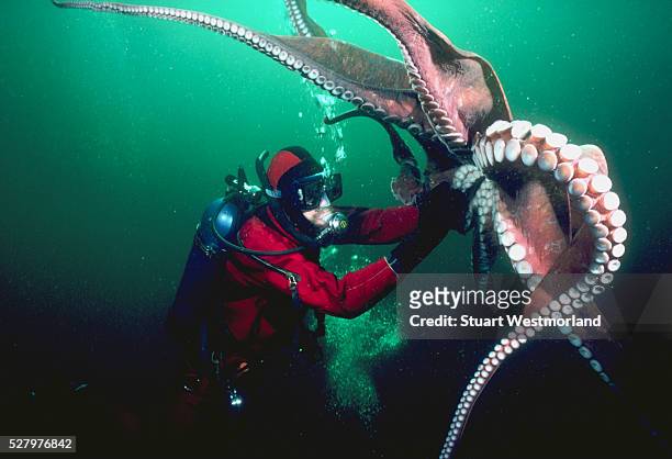 diver and giant pacific octopus - giant octopus stock pictures, royalty-free photos & images