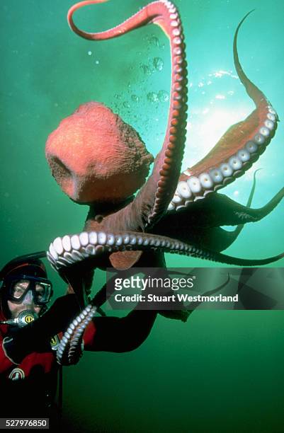 diver and giant pacific octopus - giant octopus stock pictures, royalty-free photos & images