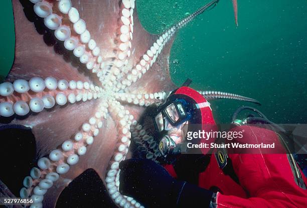 under the giant pacific octopus - giant octopus stock pictures, royalty-free photos & images