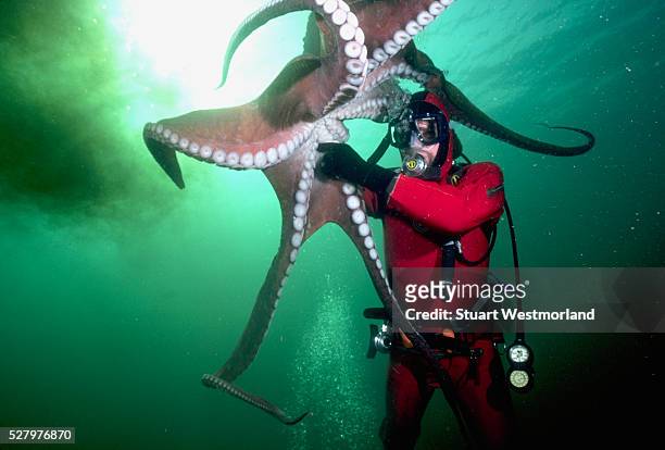 under the giant pacific octopus - giant octopus stock pictures, royalty-free photos & images