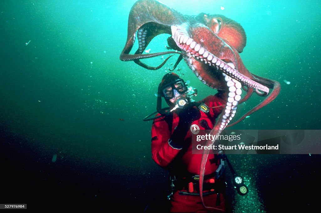 Diver With Giant Pacific Octopus