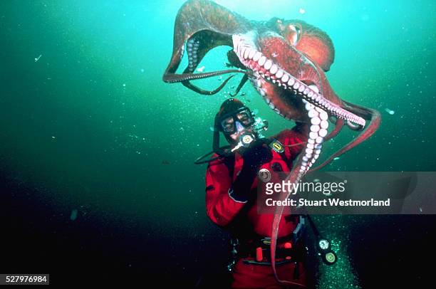 diver with giant pacific octopus - giant octopus stock pictures, royalty-free photos & images