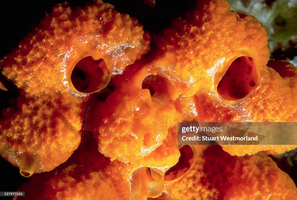 Close-up of Orange Tube Sponge