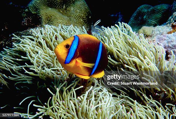 orange-fin anemonefish - anemonefish stock pictures, royalty-free photos & images