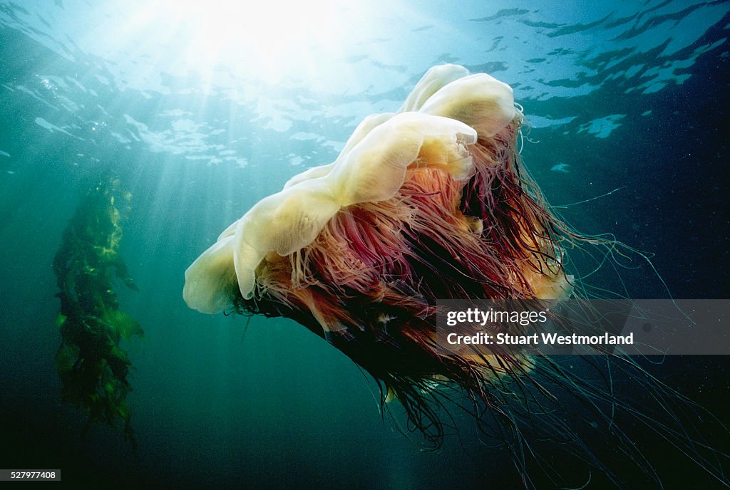 Lion's Mane Jellyfish