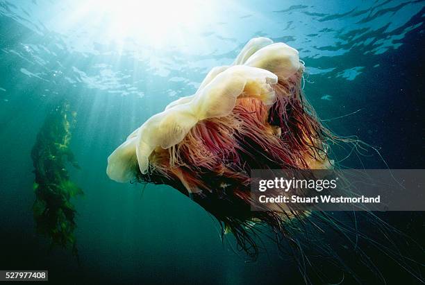 lion's mane jellyfish - lions mane jellyfish stock pictures, royalty-free photos & images