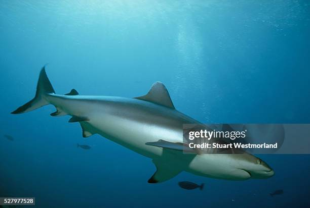 gray reef shark - grey reef shark stock pictures, royalty-free photos & images