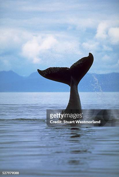 tail of a diving humpback whale - walflosse stock-fotos und bilder