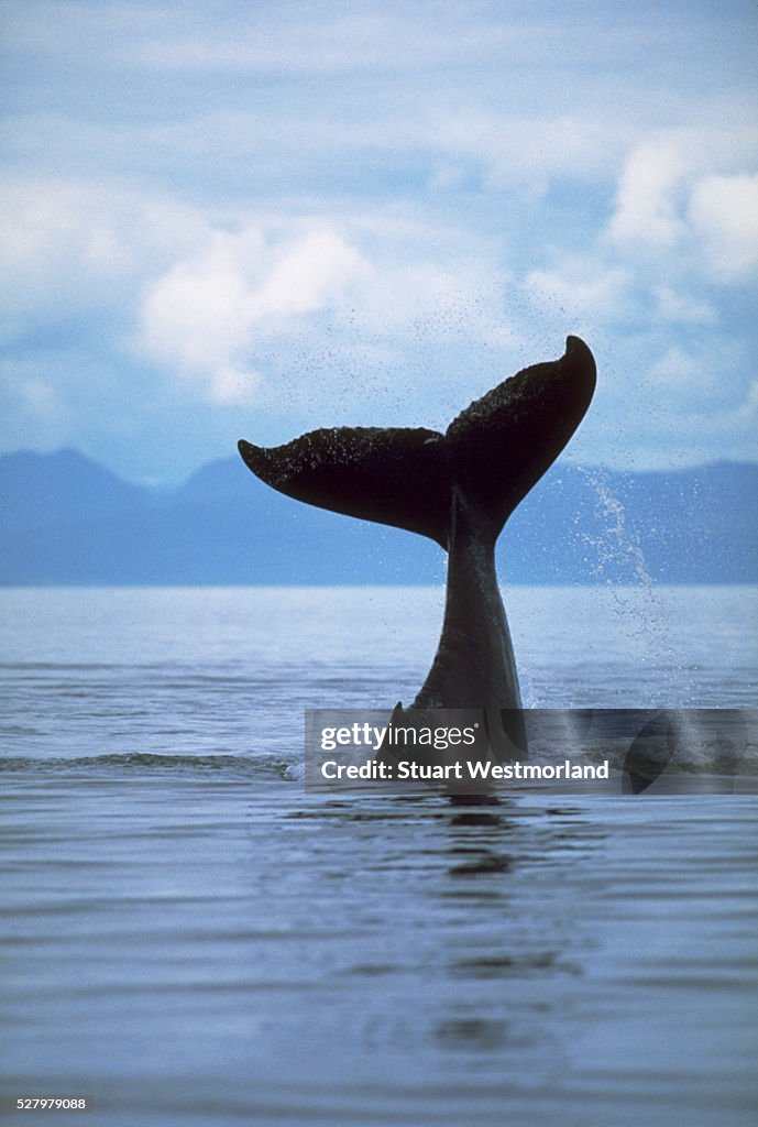 Tail of a Diving Humpback Whale