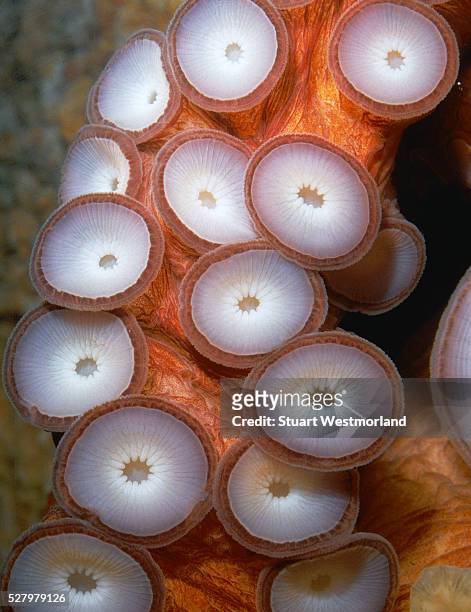 octopus tentacles - zuignap stockfoto's en -beelden