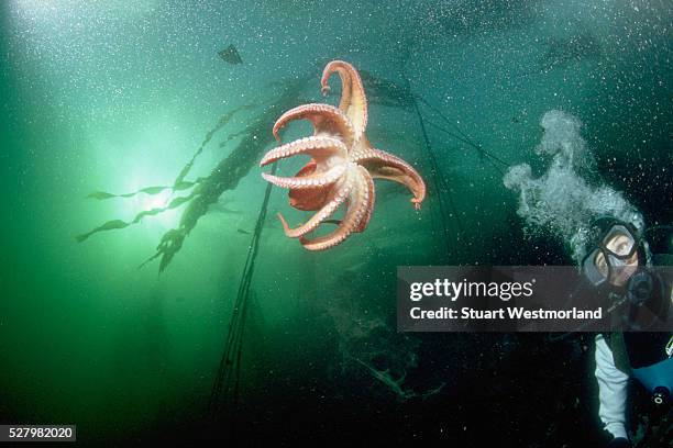 giant pacific octopus in motion - giant octopus stock pictures, royalty-free photos & images