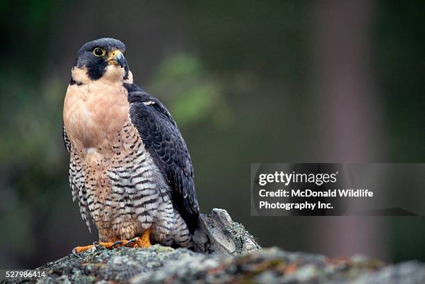 peregrine falcon on rock - peregrine falcon fotografías e imágenes de stock