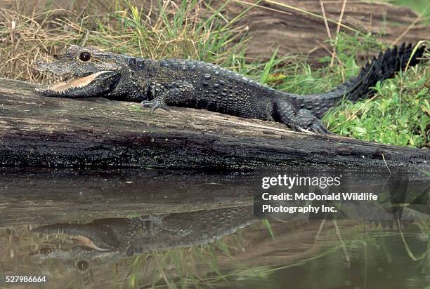 dwarf congo crocodile on log - african dwarf crocodile foto e immagini stock