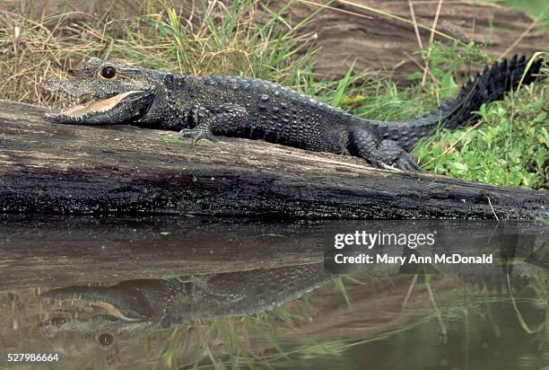 dwarf congo crocodile on log - african dwarf crocodile stock pictures, royalty-free photos & images