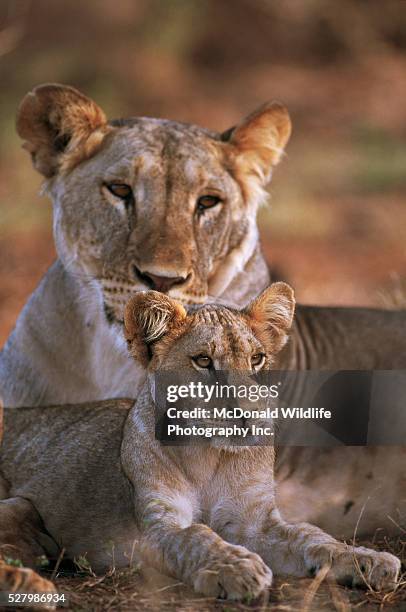 lioness sitting with cub - samburu foto e immagini stock