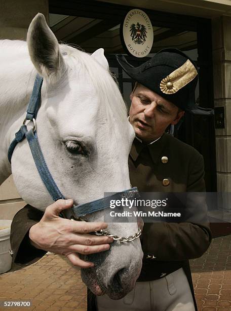 Johann Riegler, chief rider of the Spanish Riding School of Vienna, shows off Rubina, one of the famed Lipizzaner horses, during a ceremony at the...