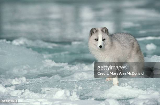 arctic fox standing on ice - arctic fox stock pictures, royalty-free photos & images