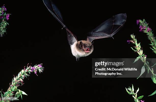 little brown bat in flight - petite-chauve-souris-brune photos et images de collection