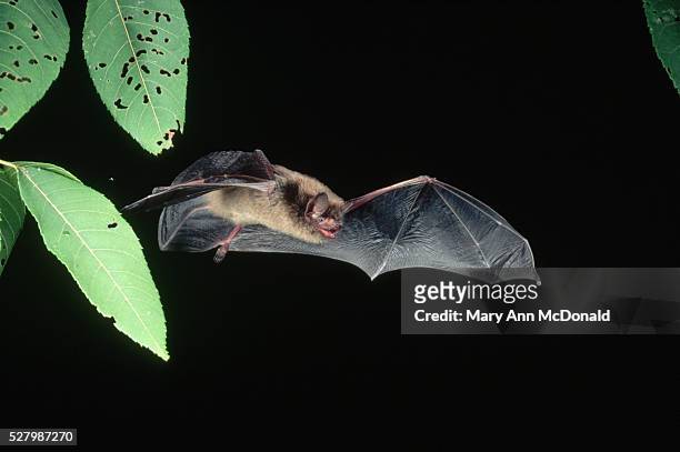 little brown bat in flight - bat animal stockfoto's en -beelden