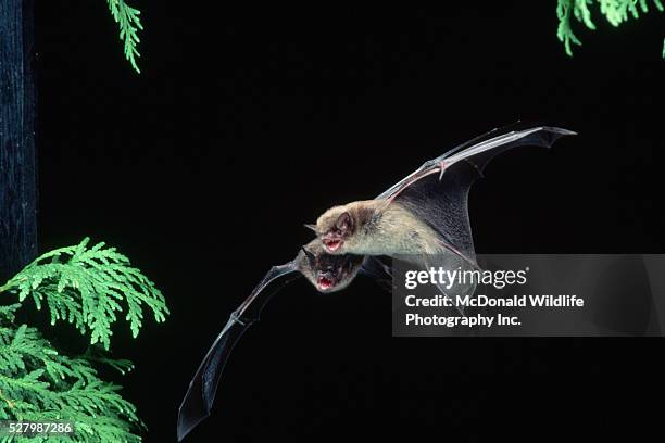 little brown bat in flight - petite-chauve-souris-brune photos et images de collection