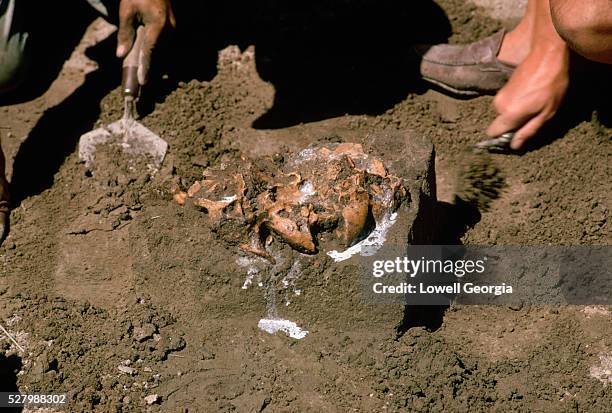 digging an animal fossil - arqueologia fotografías e imágenes de stock