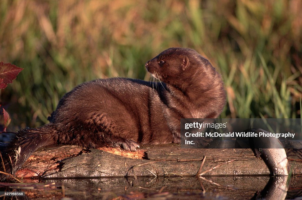 Fish Minkel Mink With Fish On River Log High-Res Stock Photo - Getty Images