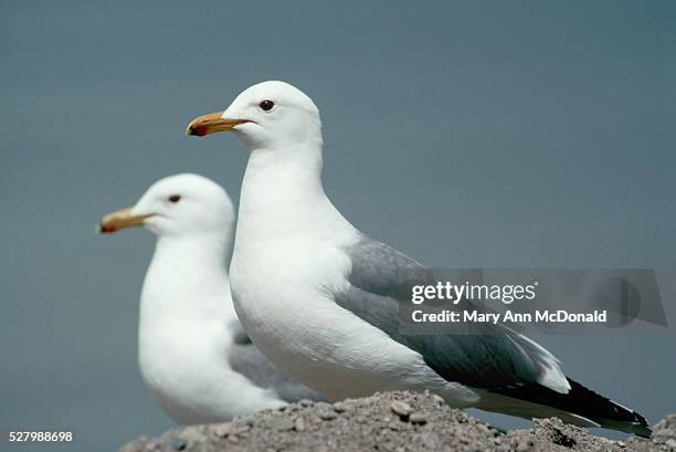 california gulls - gaviota de california fotografías e imágenes de stock