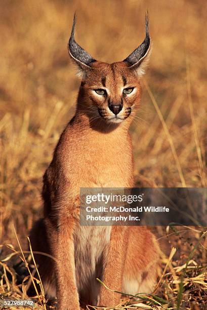 caracal - caracal stock pictures, royalty-free photos & images