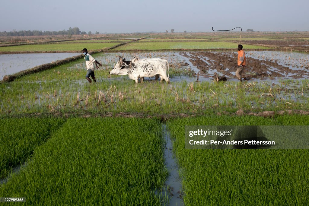 Agriculture in Mali