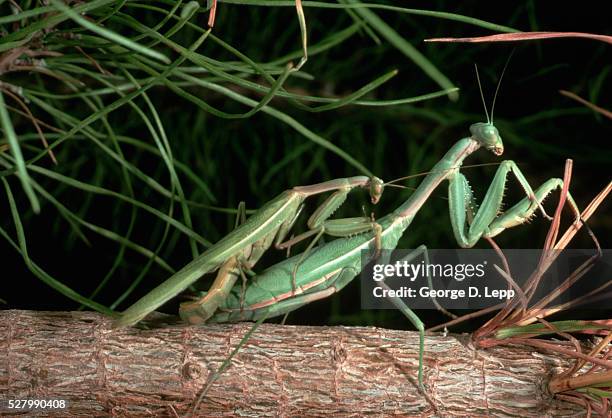 carolina mantids mating - parende dieren stockfoto's en -beelden