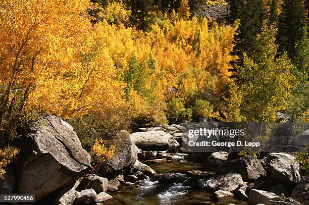 autumn trees lining brook - mono county stock pictures, royalty-free photos & images