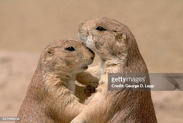 black-tailed prairie dogs holding each other - präriehund stock-fotos und bilder