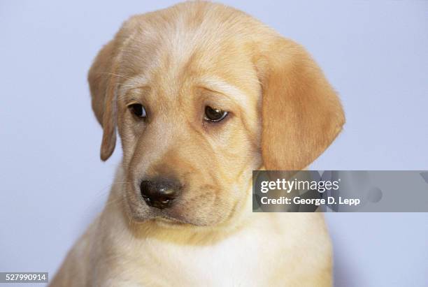 Sad Lab 114 Sad Labrador Puppy Stock Photos, High-Res Pictures, and Images ...