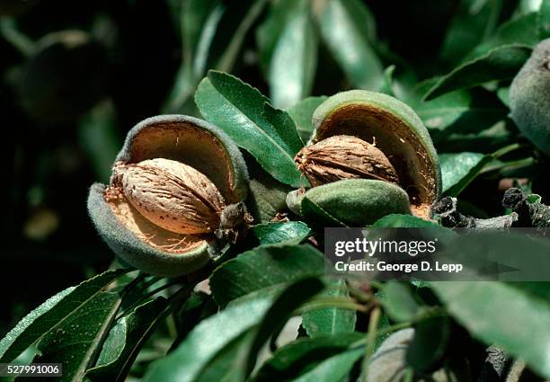 almonds with open hull on tree - yolo stock-fotos und bilder
