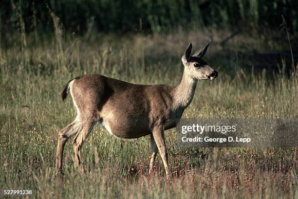 pregnant mule deer - ciervo mulo fotografías e imágenes de stock