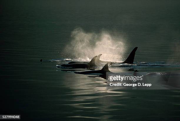 orca whale pod - aleta dorsal fotografías e imágenes de stock