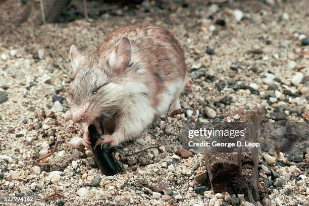 Mouse Eating Insect 3 Southern Grasshopper Mouse Stock Photos, High-Res Pictures, and ...