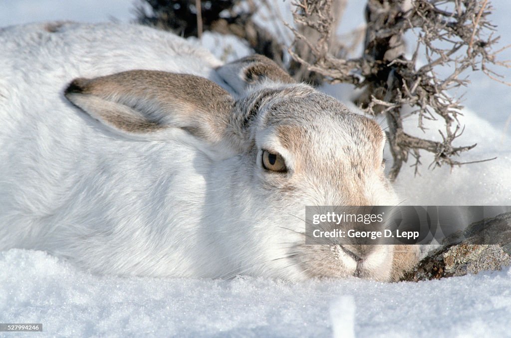 White-tailed Jack Rabbit in the Snow