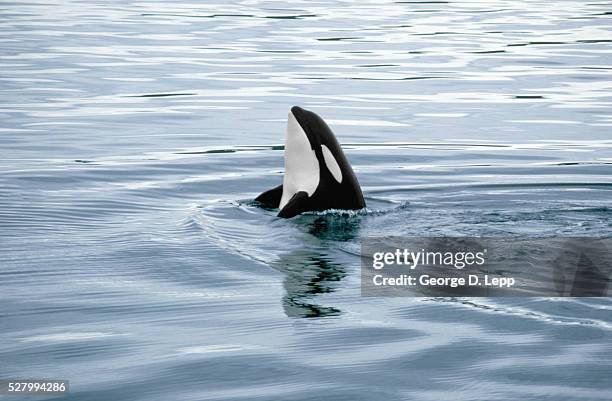 orca whale surfacing in the water - killer whale 個照片及圖片檔