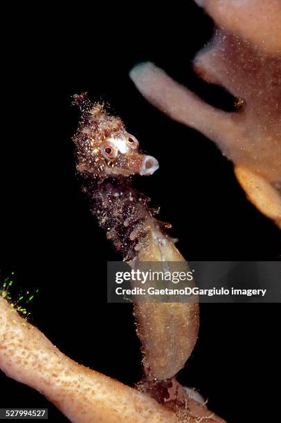 omg... my water just broke!!! - sea horse giving birth stock pictures, royalty-free photos & images