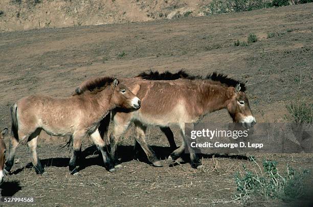 mother and young prezewalsk horses - przewalski horse stock pictures, royalty-free photos & images