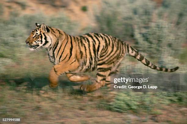 bengal tiger panthera tigris running - tiger running stock pictures, royalty-free photos & images