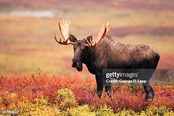 moose grazing - moose stock pictures, royalty-free photos & images