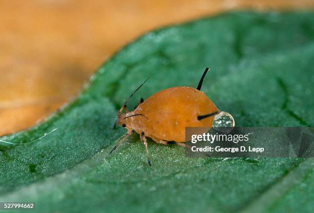 aphid on leaf - aphid stock pictures, royalty-free photos & images