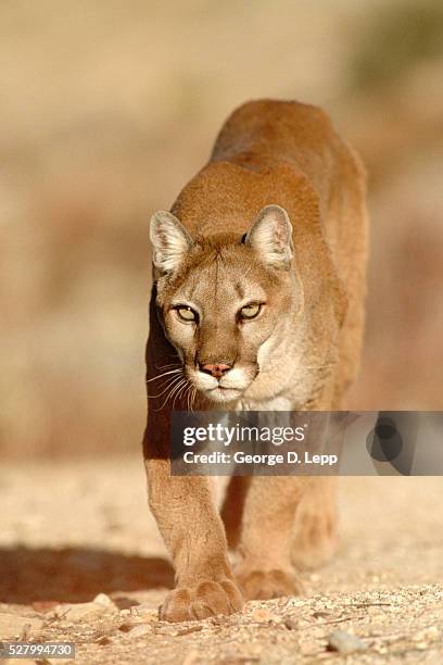 mountain lion felis concolor stalking - puma stock-fotos und bilder