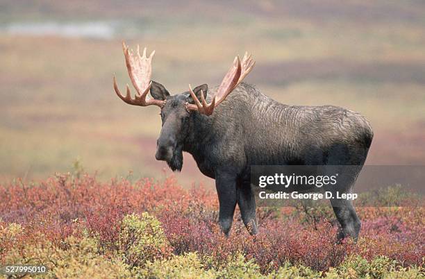 bull moose on the tundra - alce stockfoto's en -beelden