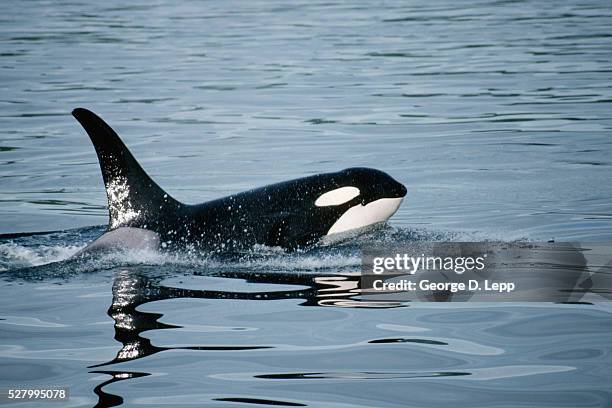 orca whale at surface - killer whale stock pictures, royalty-free photos & images